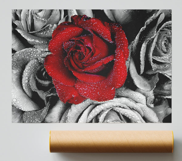 Red Rose On A Sea Of B N W Giclee Print