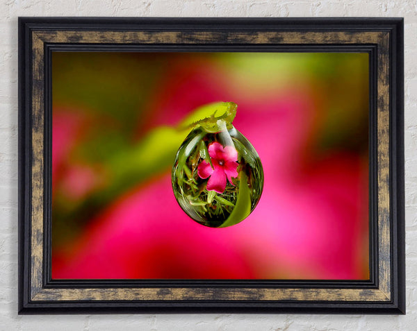 Reflection Of A Pink Flower Framed Print