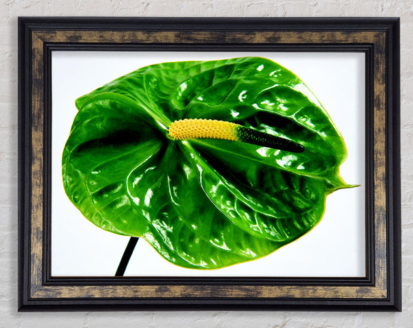 Anthurium Flower Framed Print