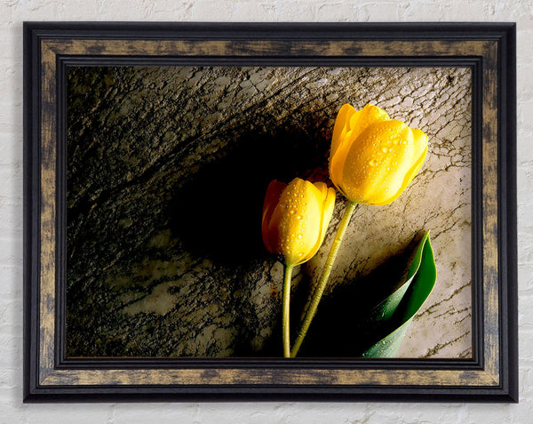 Yellow Tulip Duo Framed Print