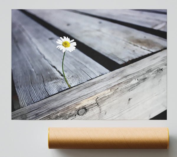 Single Daisy Deck Print