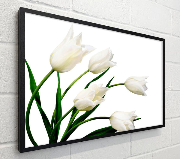White Tulip Quad