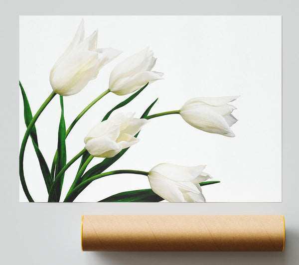 White Tulip Quad Giclee Print