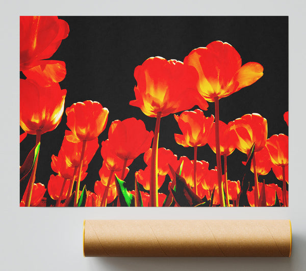 Orange Tulips Black Skies Poster