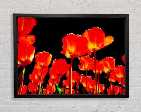 Orange Tulpen Schwarzer Himmel
