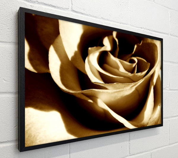 Sepia Rose