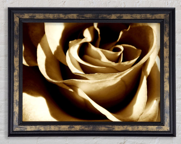 Sepia Rose Framed Print