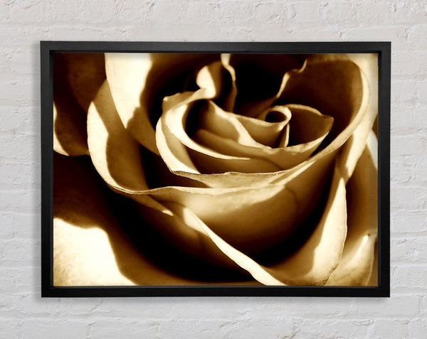 Sepia Rose Framed Print