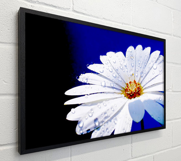 White Daisy Petal Droplet