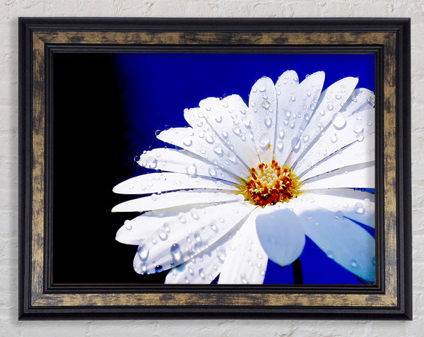 White Daisy Petal Droplet Framed Print