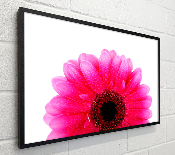Pink Petal Dew Drop Gerbera