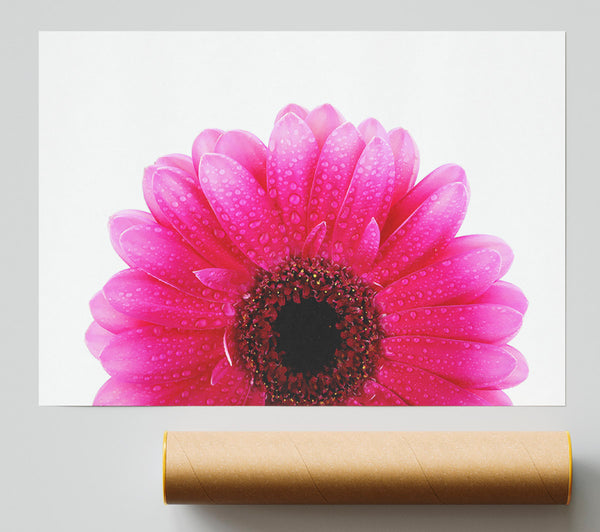 Pink Petal Dew Drop Gerbera Giclee Print