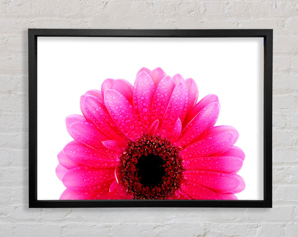 Rosa Blütenblatt Tautropfen Gerbera