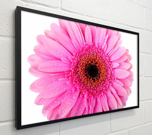 Baby Pink Dew Drop Gerbera