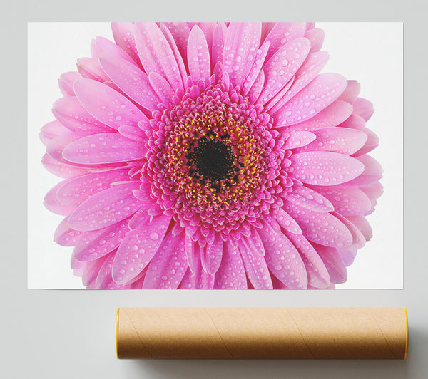 Baby Pink Dew Drop Gerbera Giclee Print