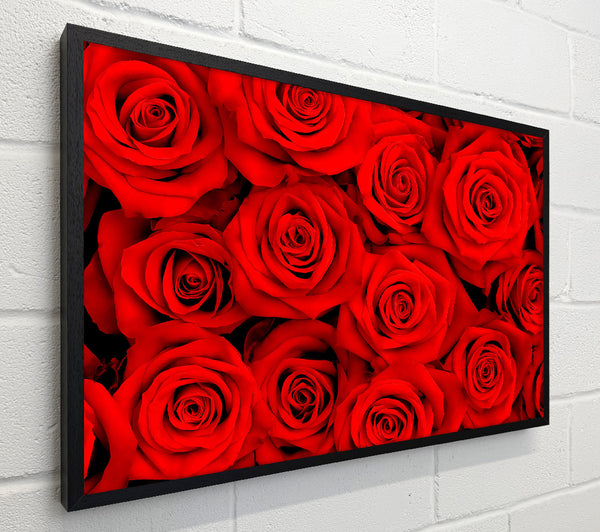 Lovely Roses For The One I Love