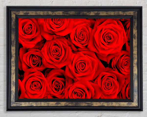 Lovely Roses For The One I Love Framed Print