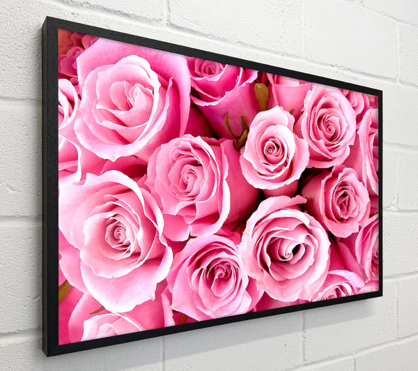 Special Pink Roses