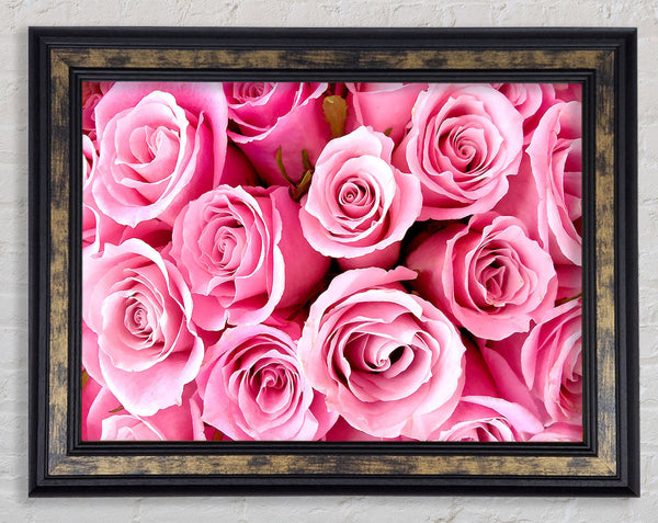 Special Pink Roses Framed Print