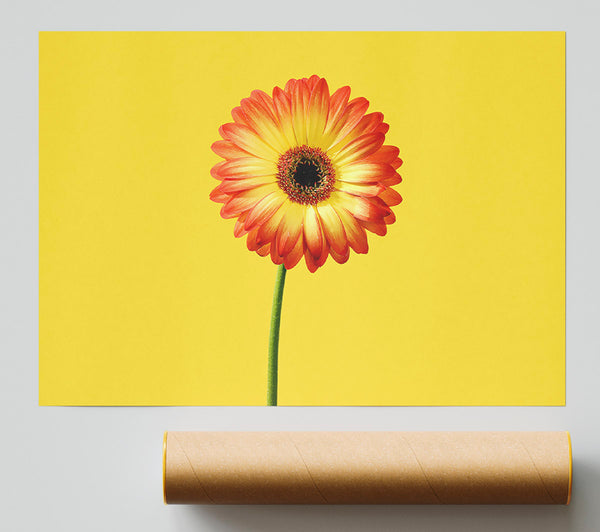 Orange Gerbera On Yellow Print