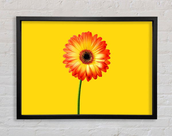 Orange Gerbera auf Gelb