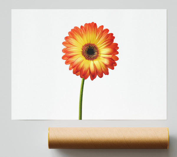 Orange Gerbera On White Giclee Print