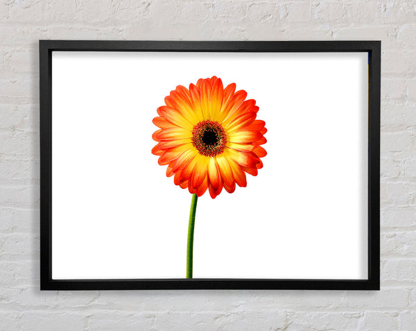 Orangefarbene Gerbera auf Weiß