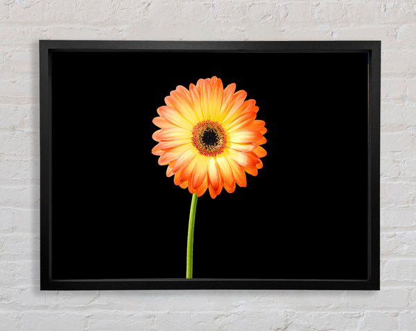 Orangefarbene Gerbera auf Schwarz