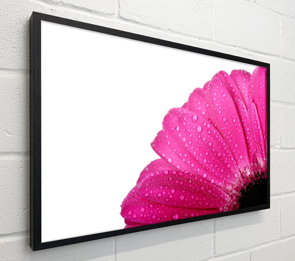 Pink Dewdrop Petals