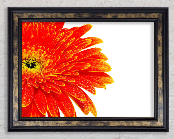 Lava Petals Framed Print
