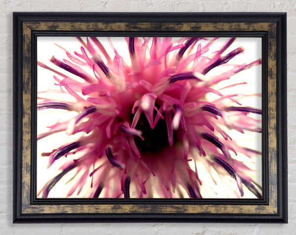 Pink Flower Head Explosion Framed Print