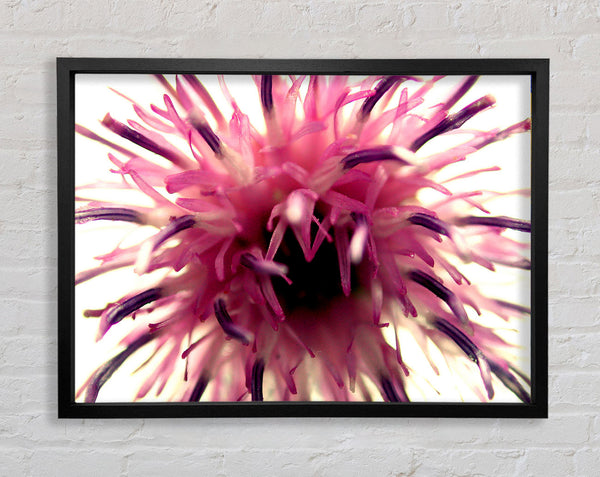 Explosion eines rosa Blütenkopfes