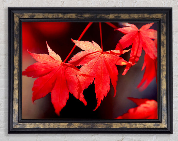Winter Red Leaves Framed Print