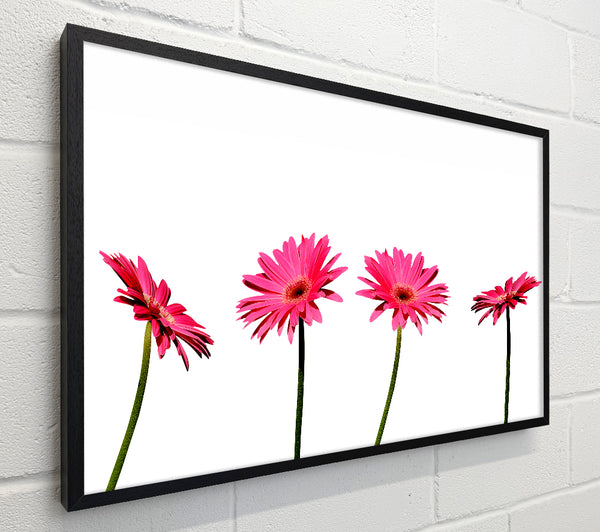 Pink Gerbera Quads