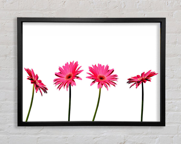 Rosa Gerbera-Vierer