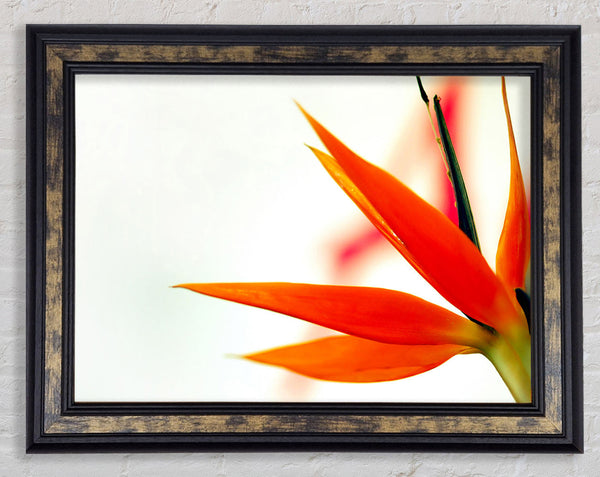 Orange Bird Of Paradise Framed Print
