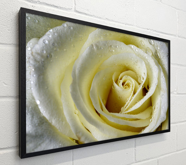 White Rose Petal Dew