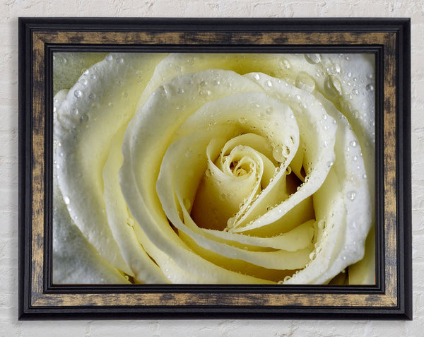 White Rose Petal Dew Framed Print