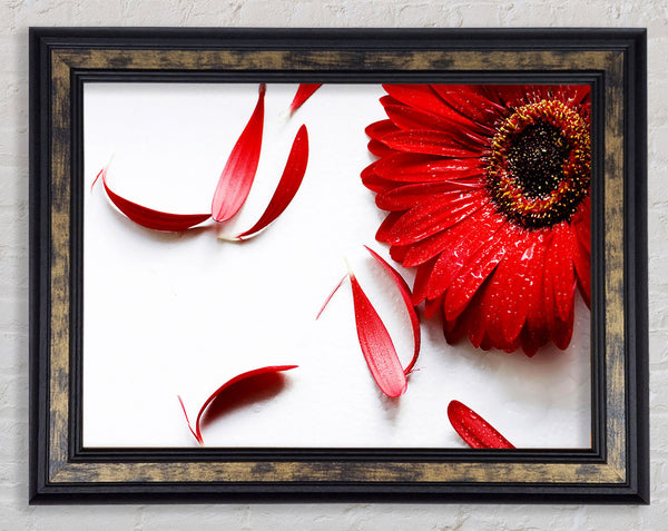 Red Gerbera Fallen Petals Framed Print