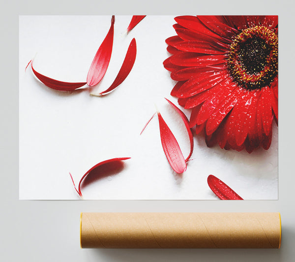 Red Gerbera Fallen Petals Poster
