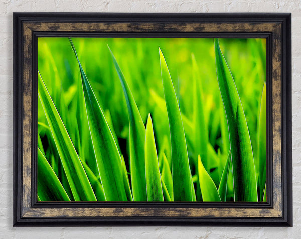 Green Leaf Shafts Framed Print