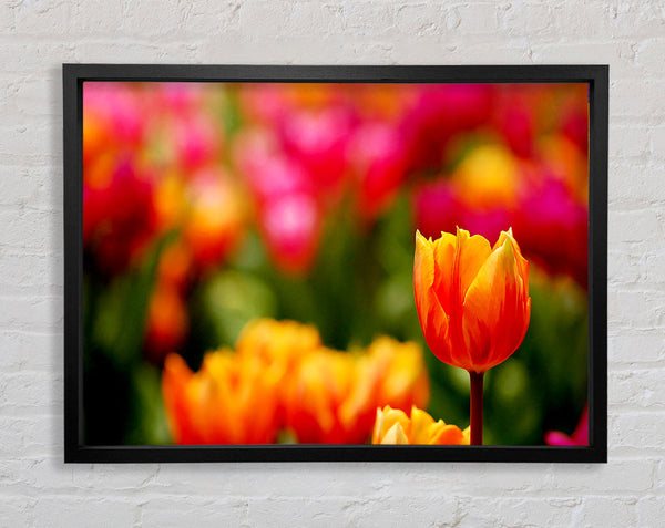 Orangefarbene Tulpen in voller Blüte