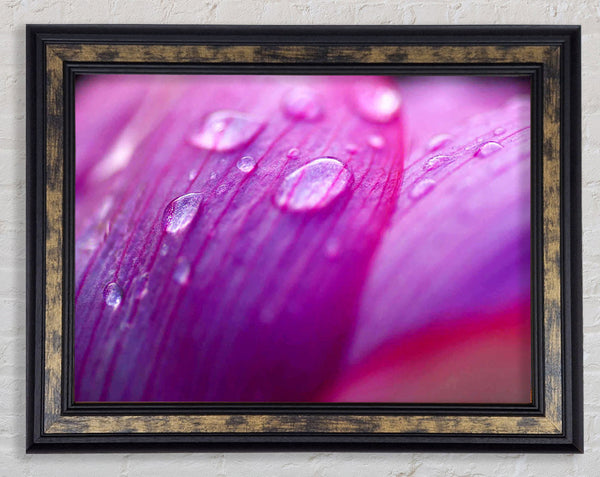 Pink Petal Dewdrop Beauty Framed Print