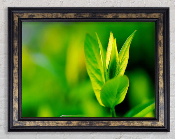 Green Leaf Flower Framed Print