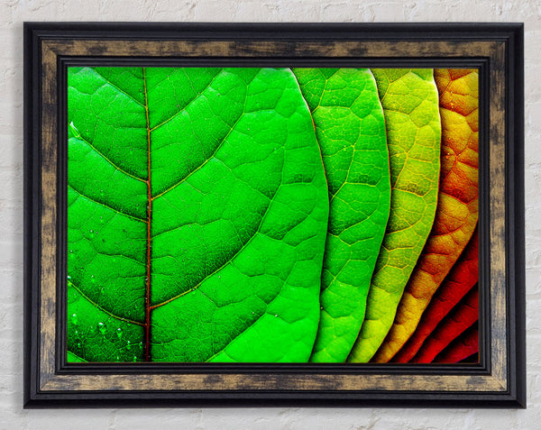 Colour Of Leaves Framed Print
