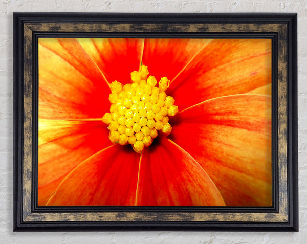 Orange Petal Delight Framed Print
