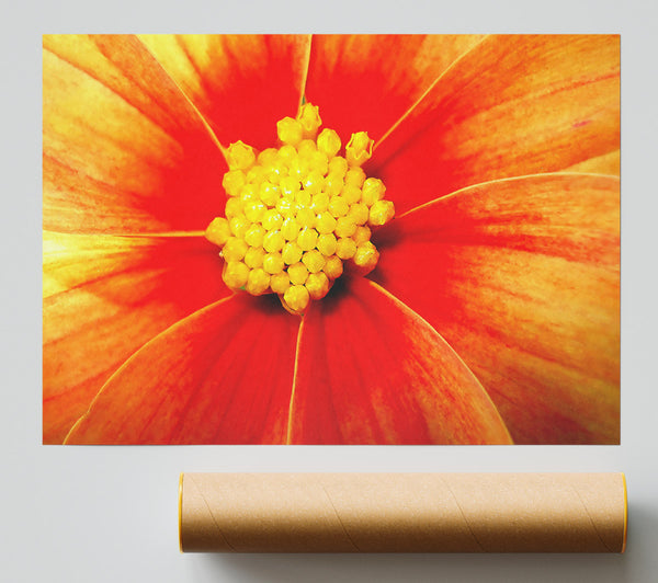 Orange Petal Delight Giclee Print