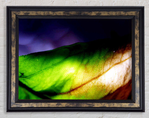 Vibrant Green Leaf Light Framed Print
