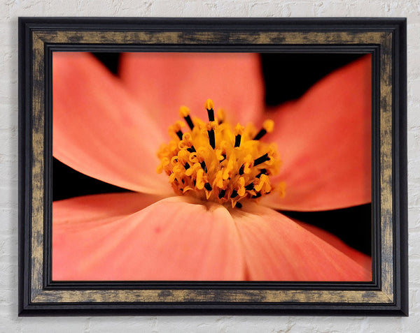 Orange Petal Beauty Framed Print
