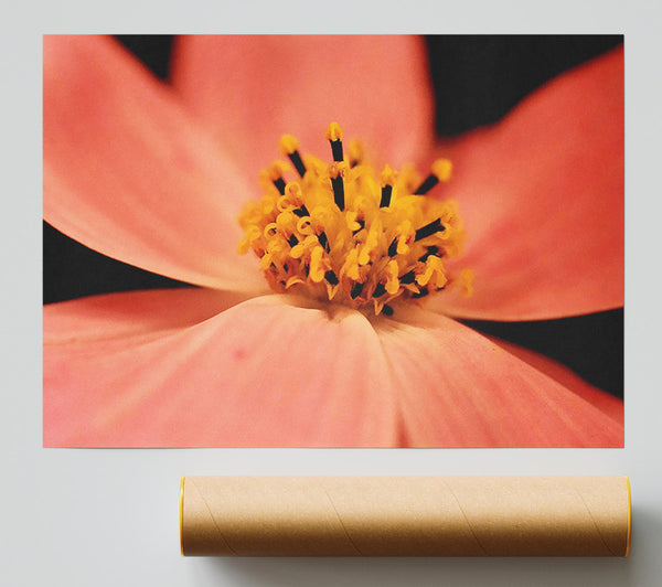 Orange Petal Beauty Poster